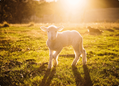 Rogation Sunday