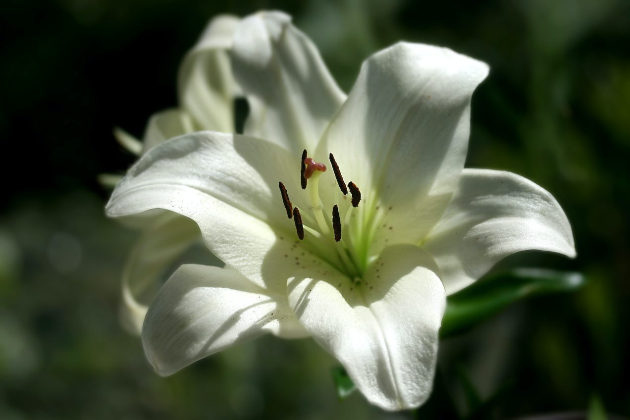 Bereavement Guidance