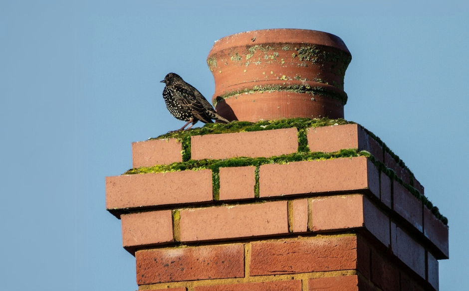 Chimney Bird