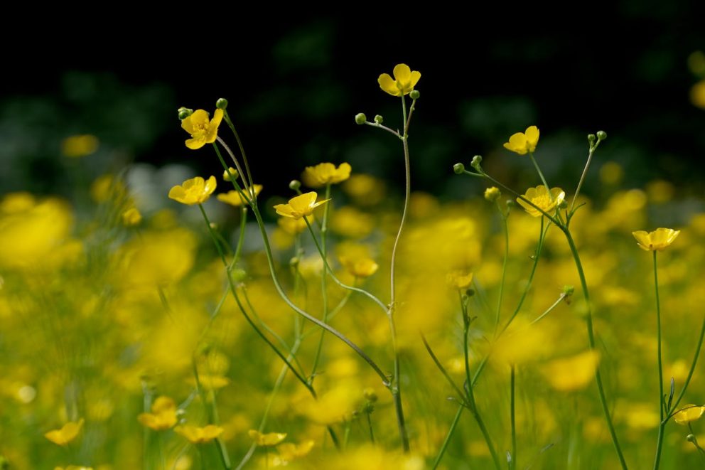 Buttercup