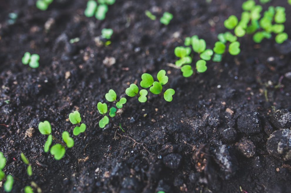 Seedlings