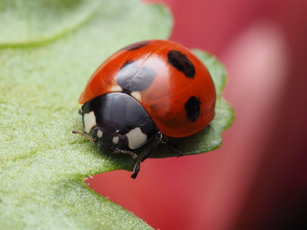 Ladybird