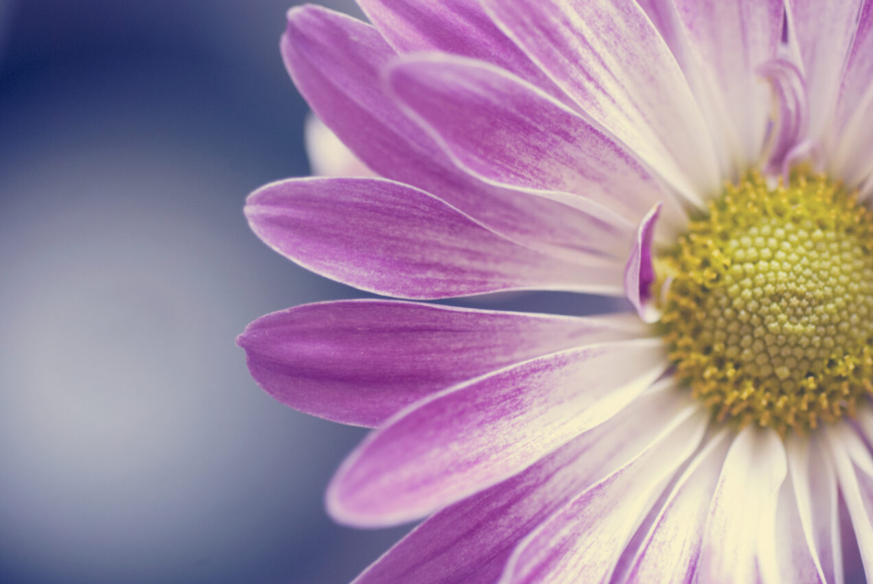 Additional Wellbeing Resources