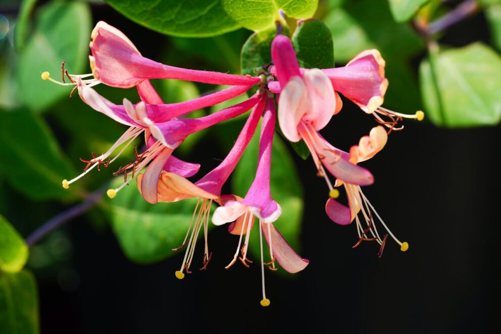 Honeysuckle