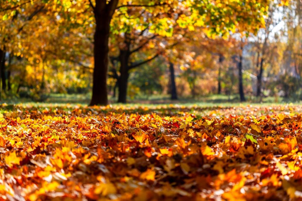 Sortautumn